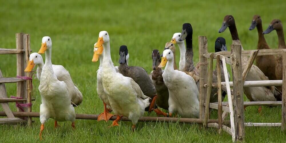 Duck Herding