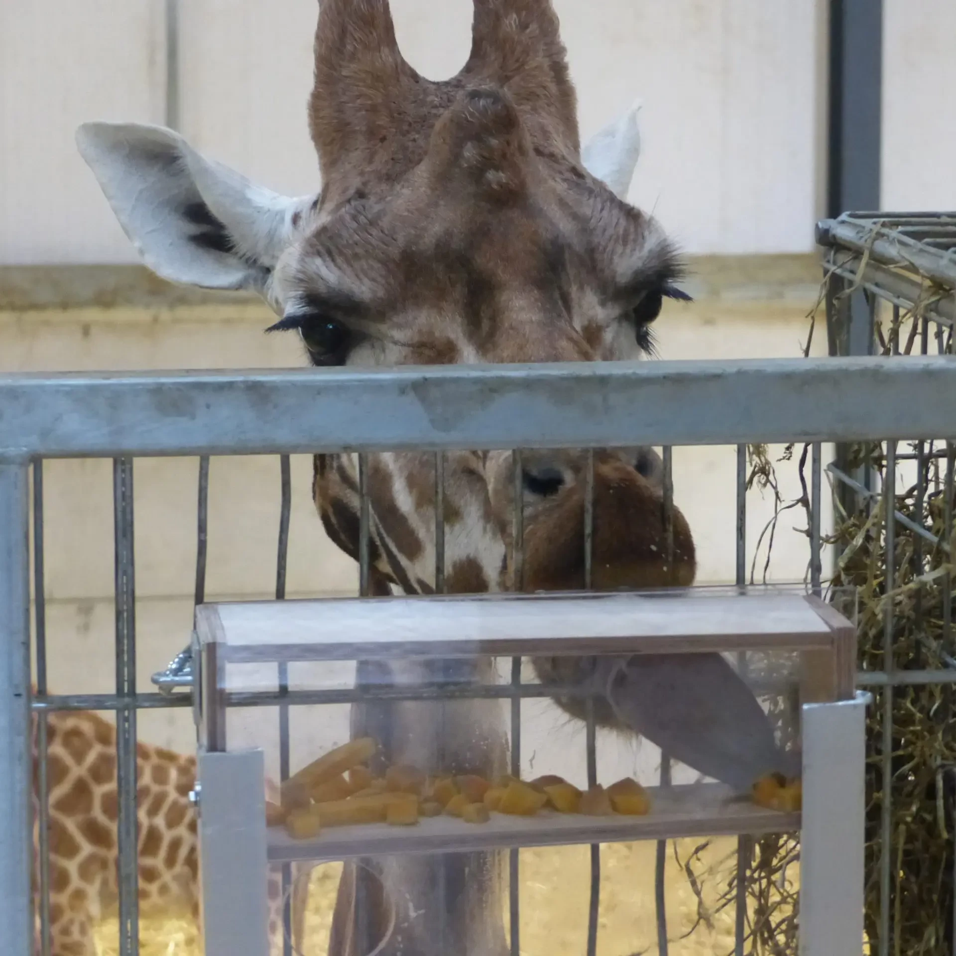 Giraffe eating from feeder built by people in charity team building event