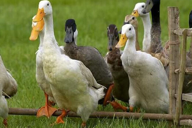 A gaggle of ducks walking over a hurdle obstacle