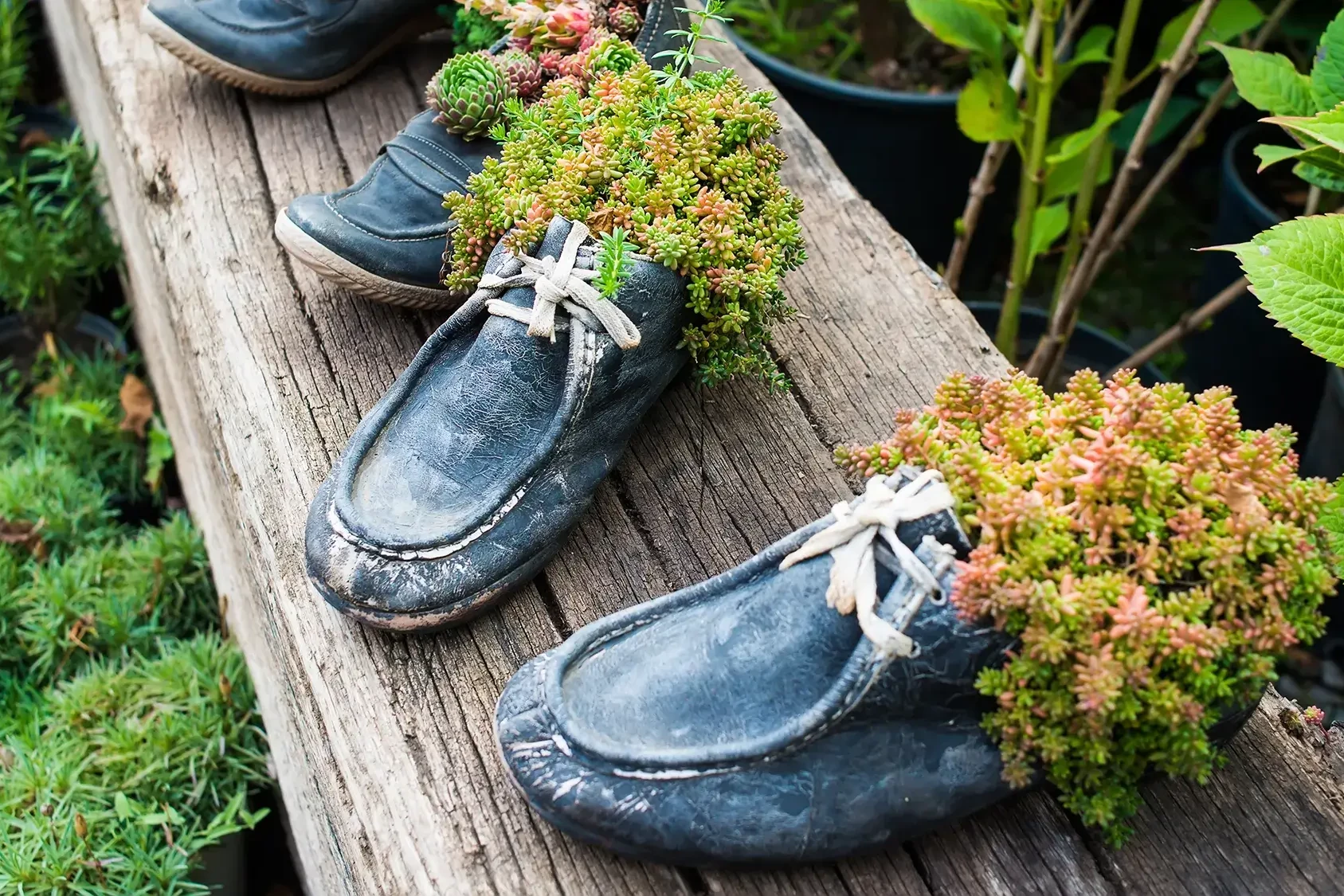 succulent in old shoe for sustainability team building event