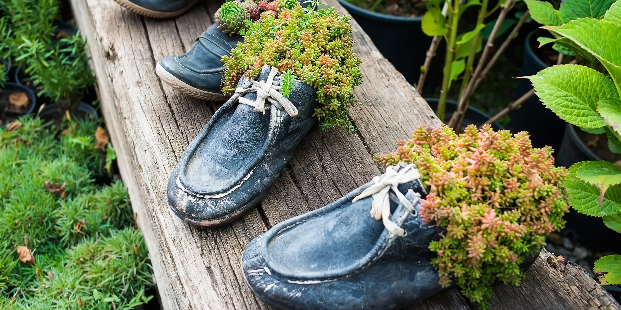 succulent in old shoe for sustainability team building event