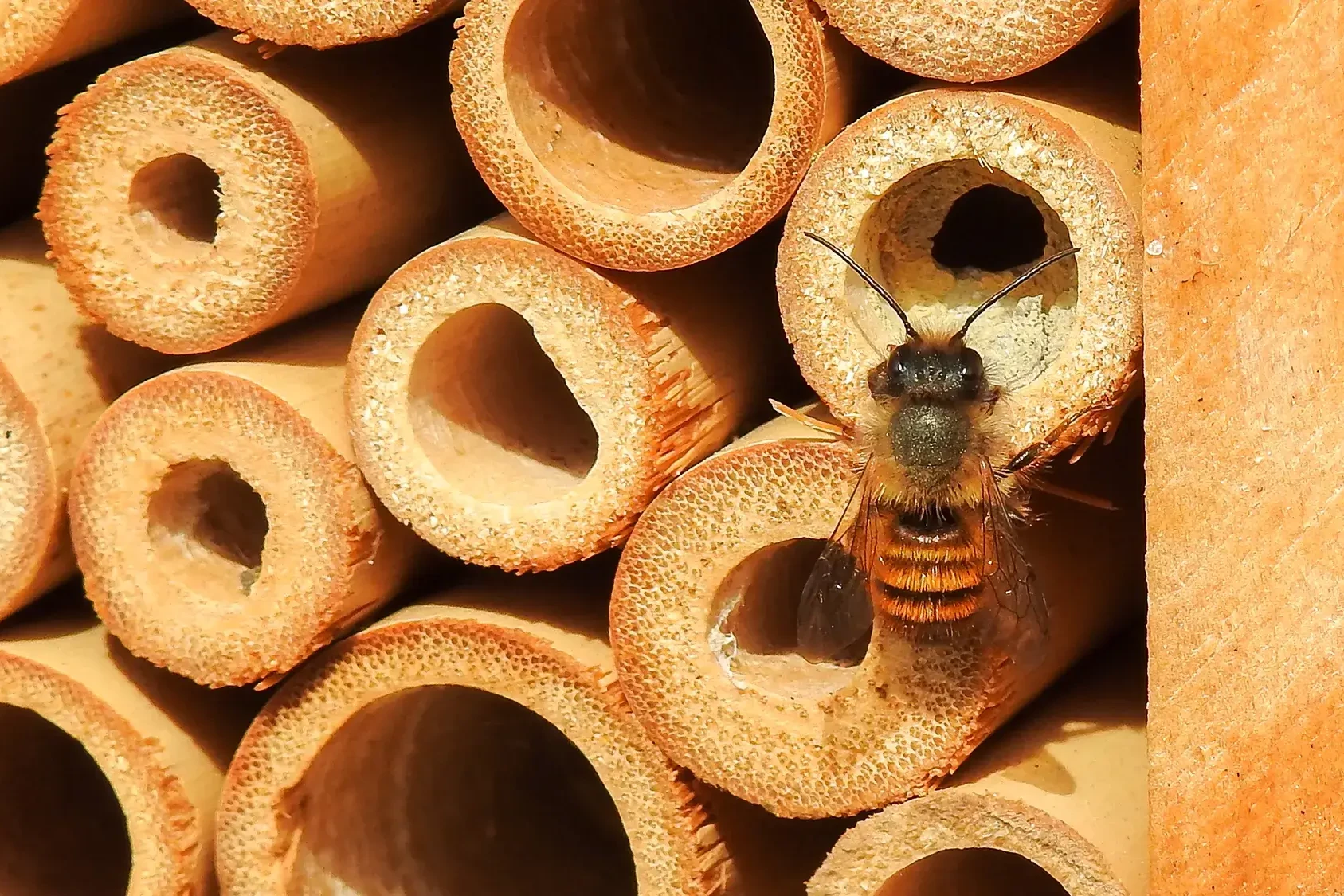 bee entering bee hotel