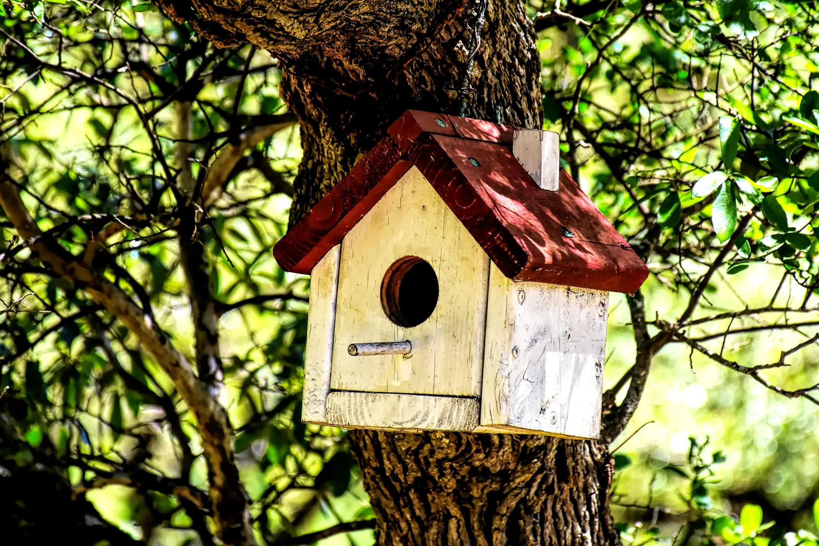 wooden birdhouse in tree