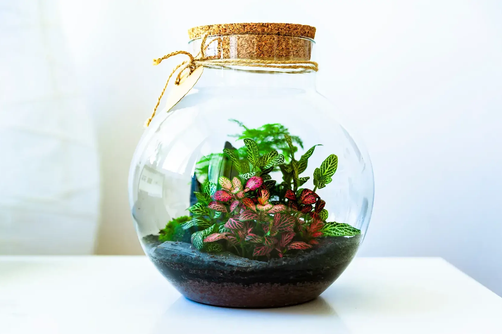 close-up on enclosed glass terrarium on white background