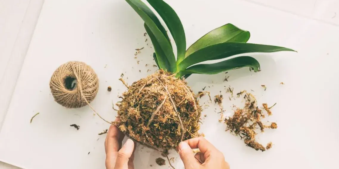 close up on hands binding kokedama ball with string