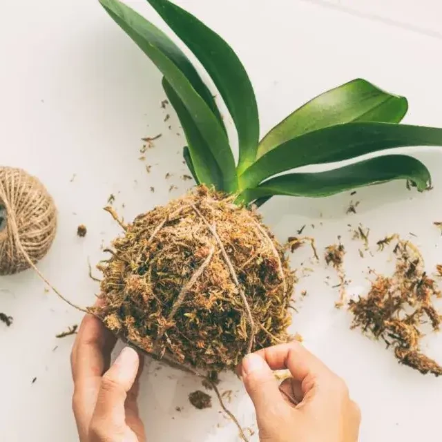 close up on hands binding kokedama ball with string
