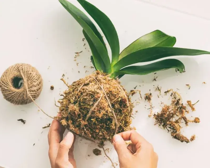 close up on hands binding kokedama ball with string