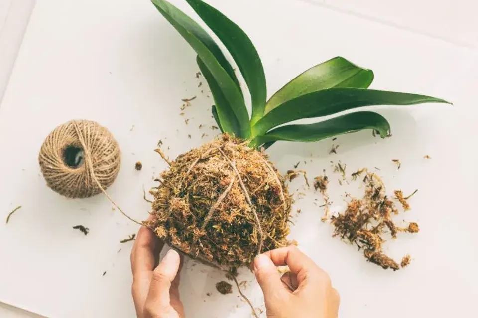 close up on hands binding kokedama ball with string