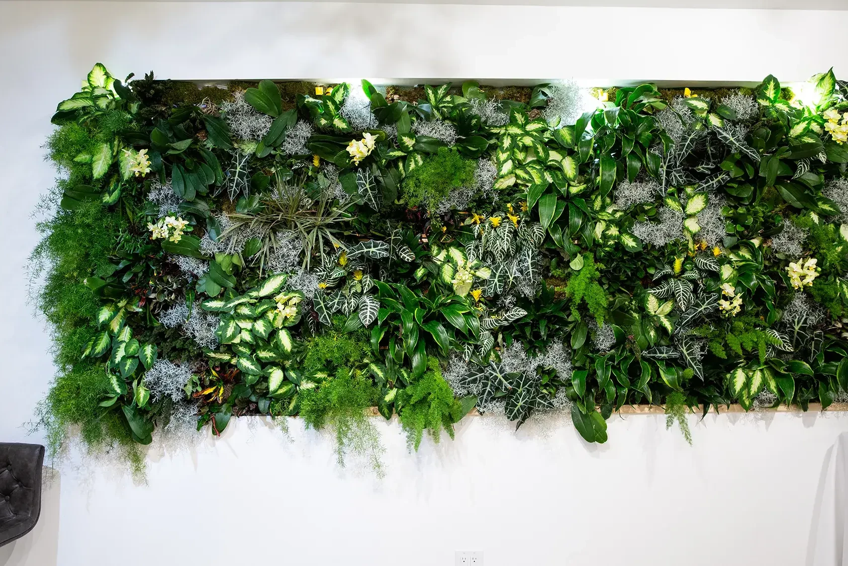 Living wall on white office wall