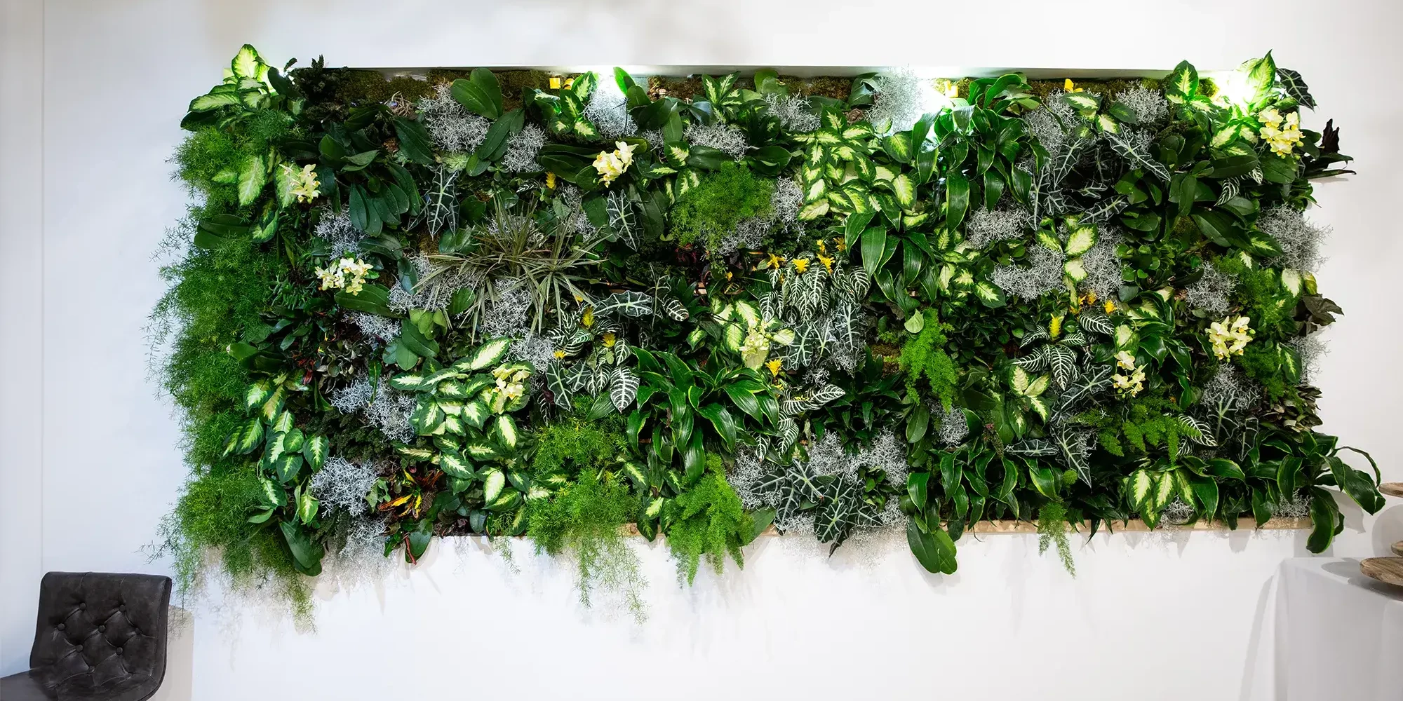 Living wall on white office wall