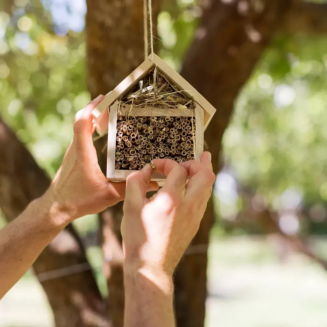 man hanging bee hotel in tree after team building workshop