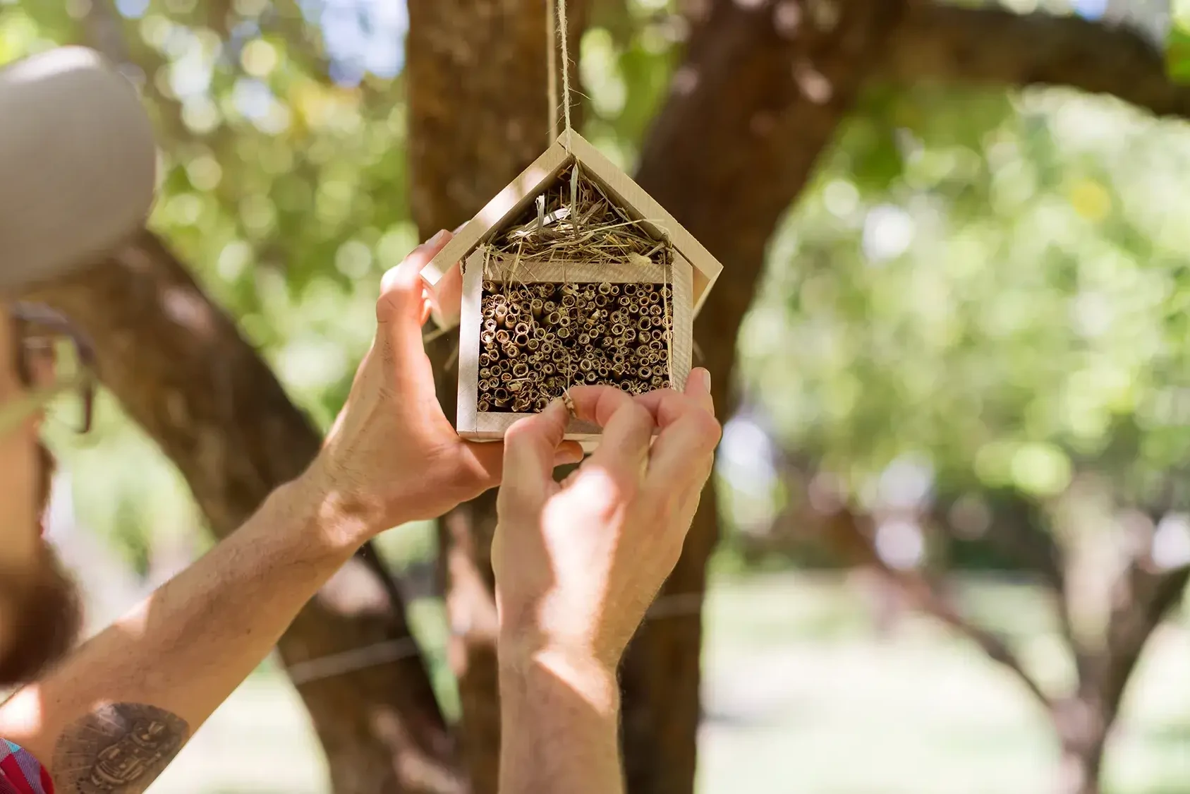 man hanging bee hotel in tree after team building workshop