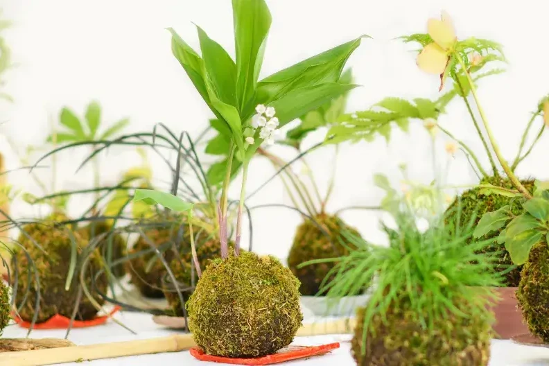 mutiple kokedama moss balls with green plants on table