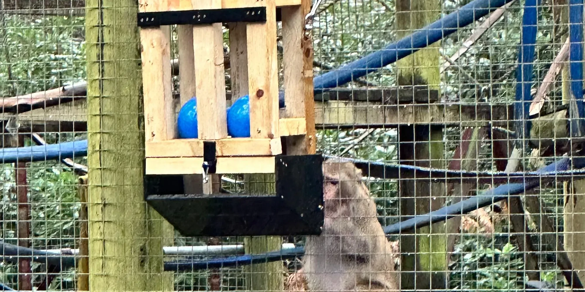 monkey using feeder built in paws for a cause charity team building activity