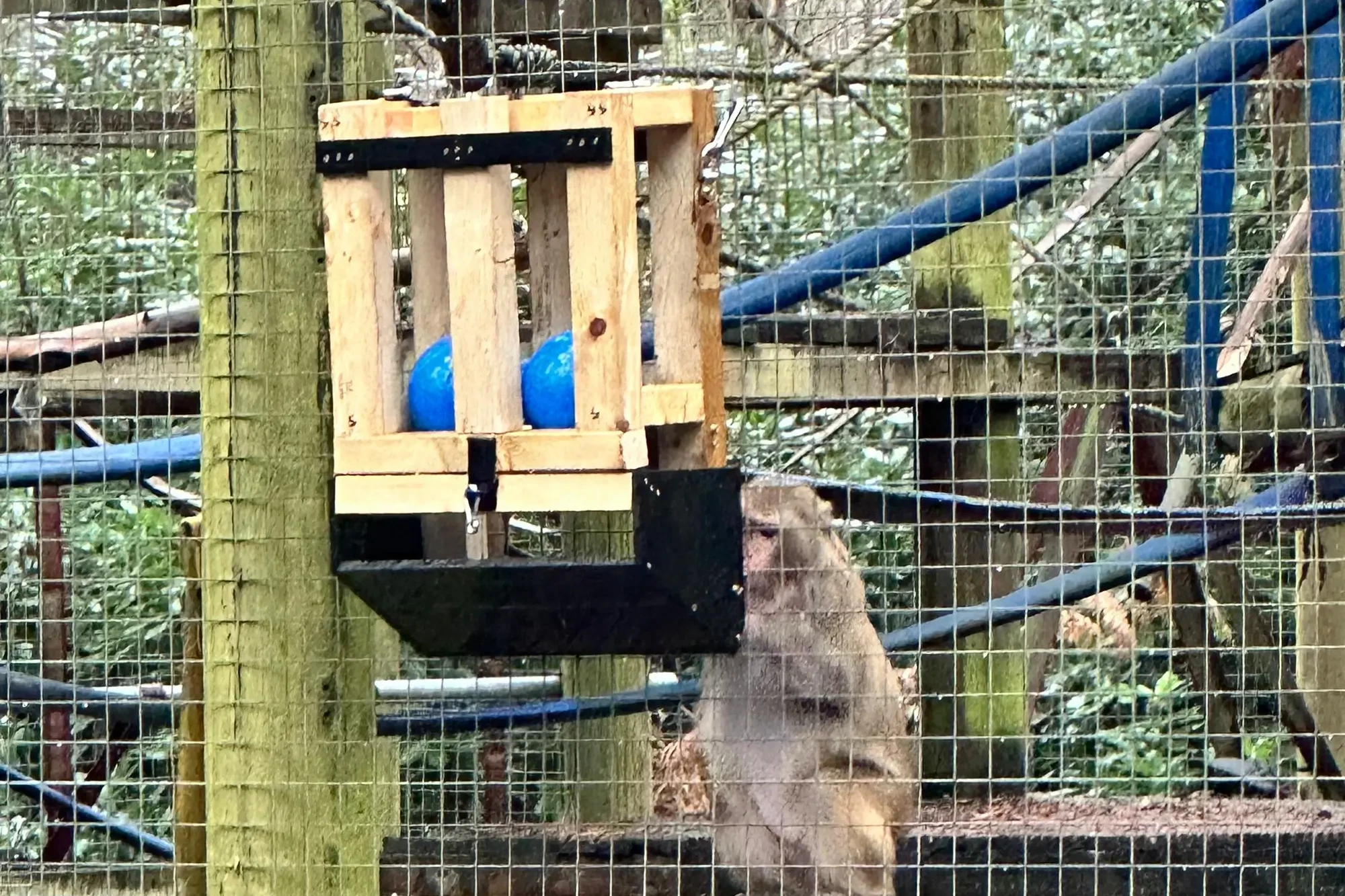 monkey using feeder built in paws for a cause charity team building activity