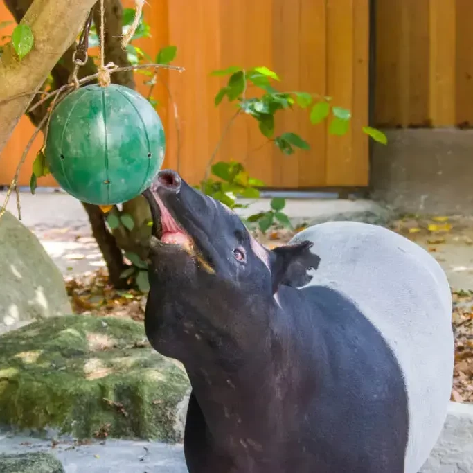 cute animal playing with green ball made in charity team building event