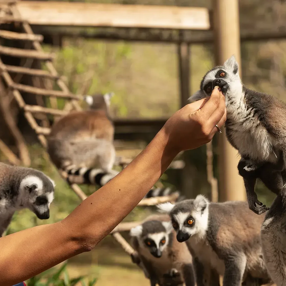zookeeper feeding lemur after paws for a cause charity team building event