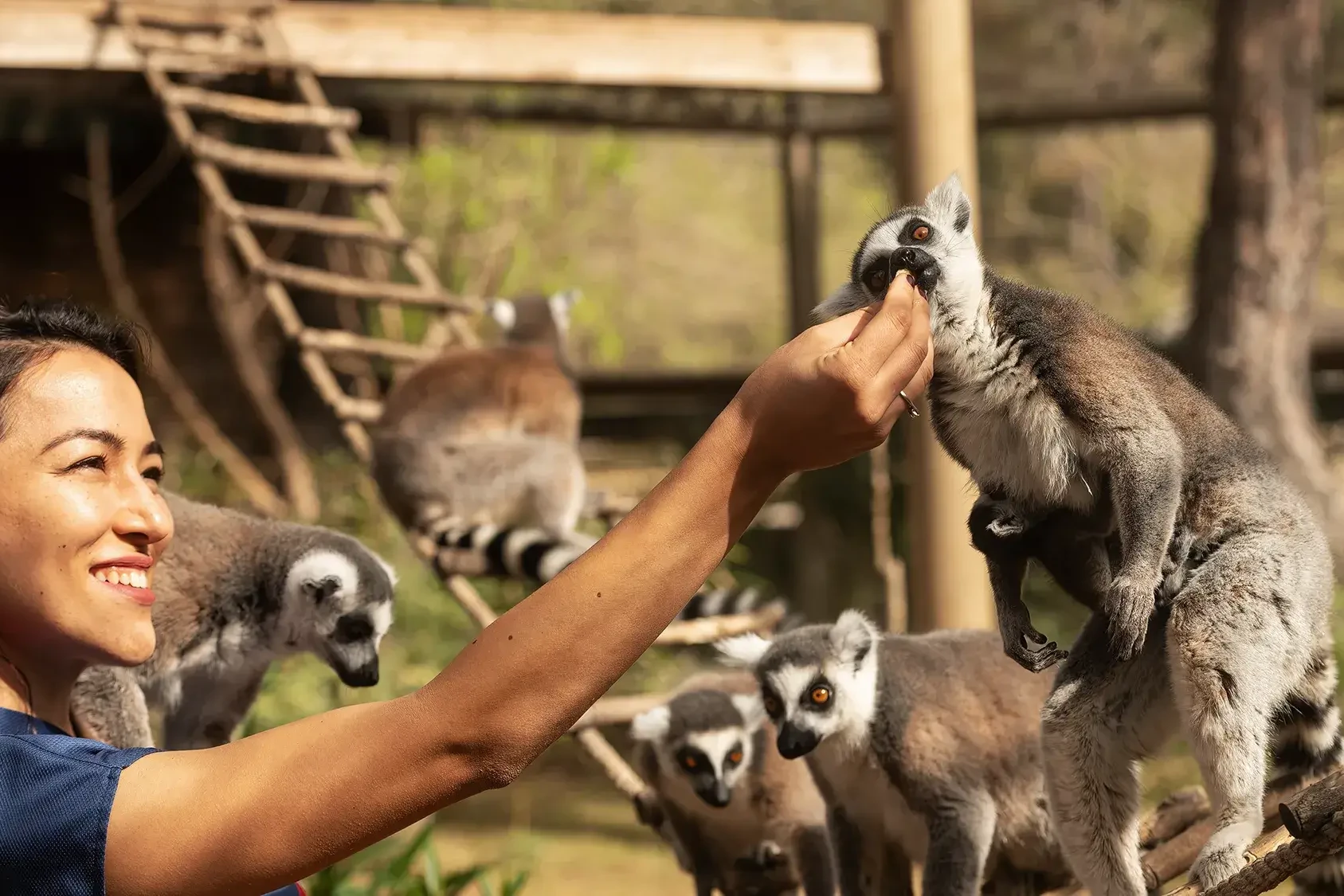 zookeeper feeding lemur after paws for a cause charity team building event