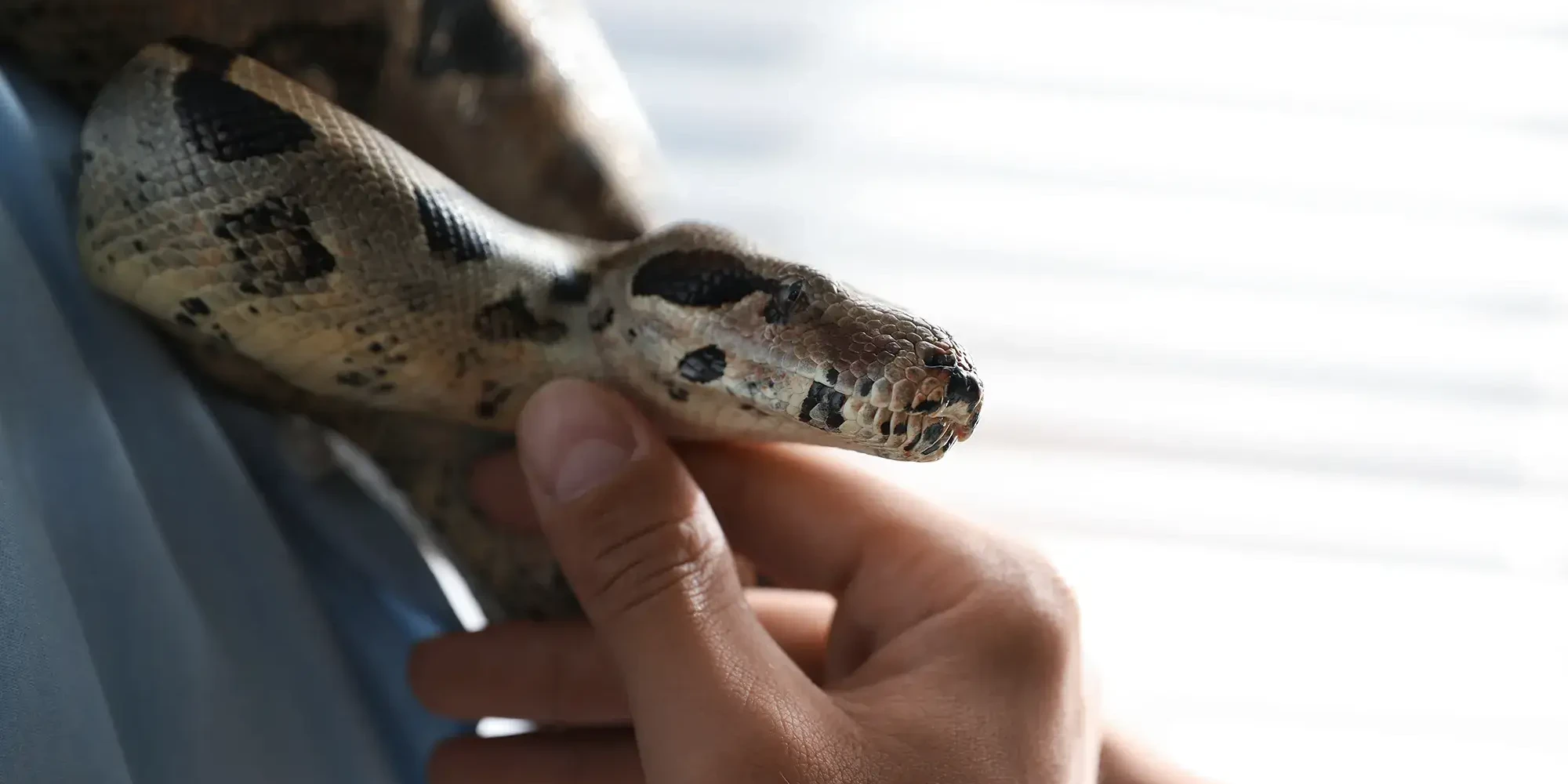 person holding snake in team building event