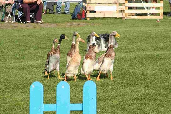 cute ducks on grass for duck herding summer team building activity