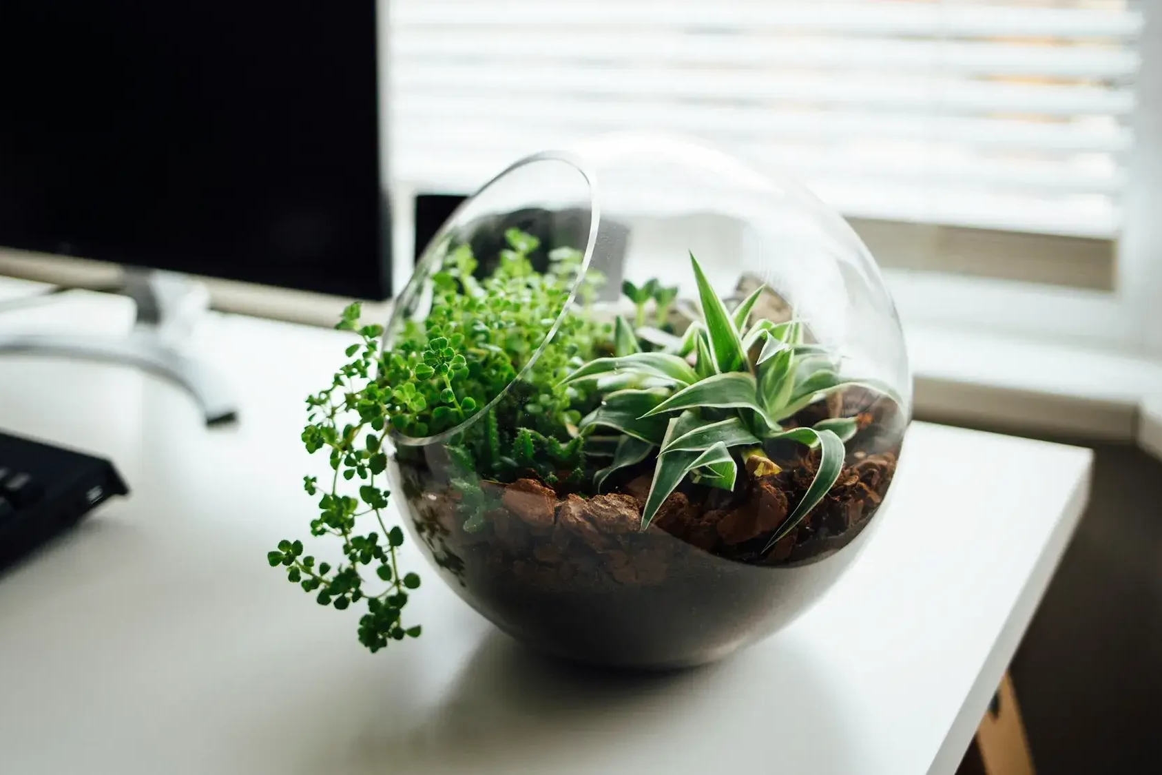 open terrarium with green plants on office desk